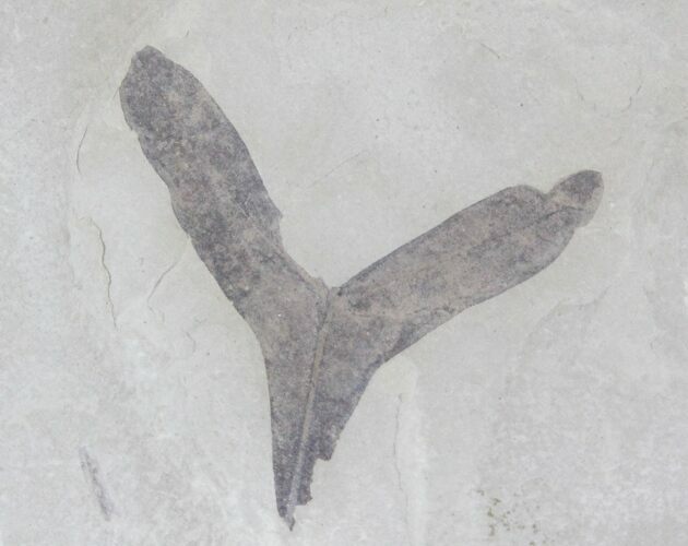 Fossil Balloon Vine Leaf - Green River Formation #29080